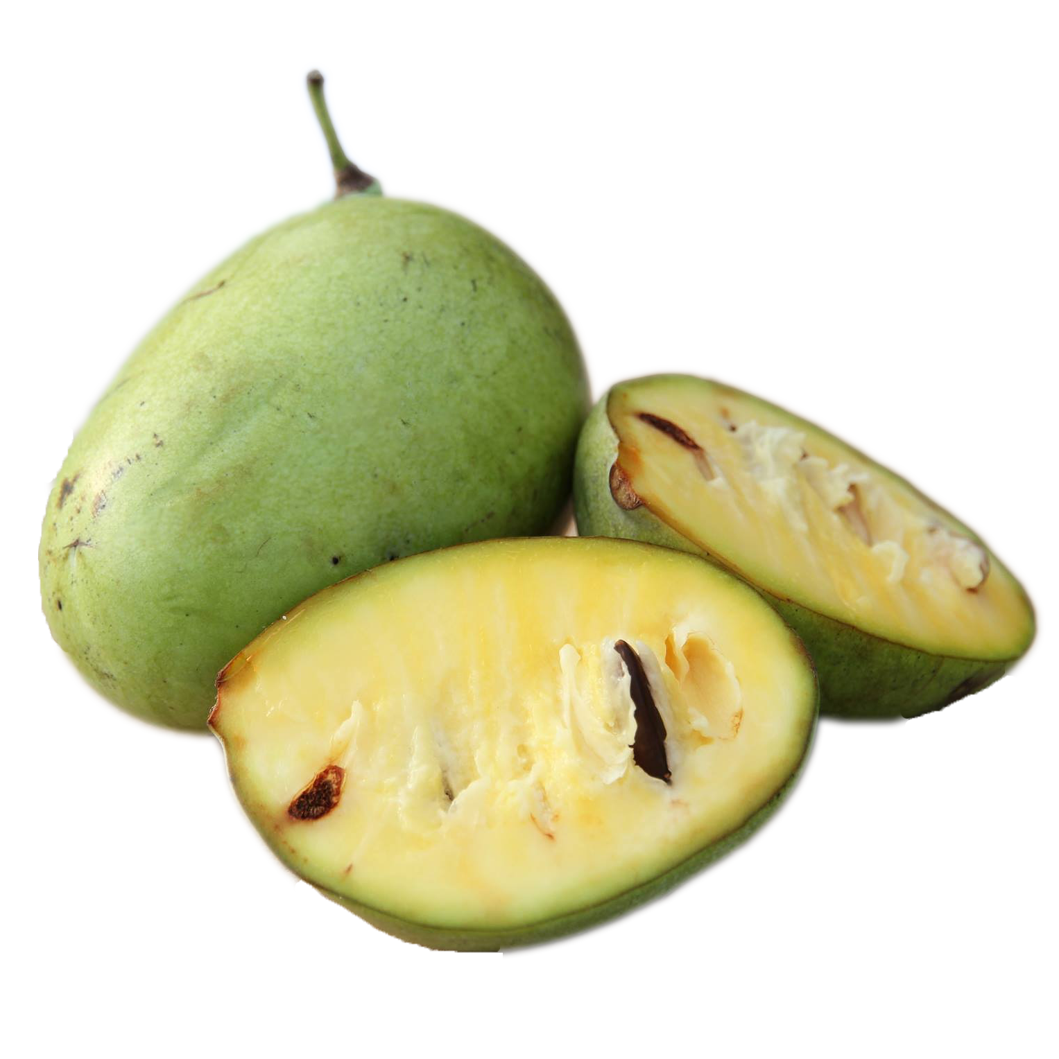 Asimina Indianerbanane - Asimina Asimina Indianerbanane - Asimina