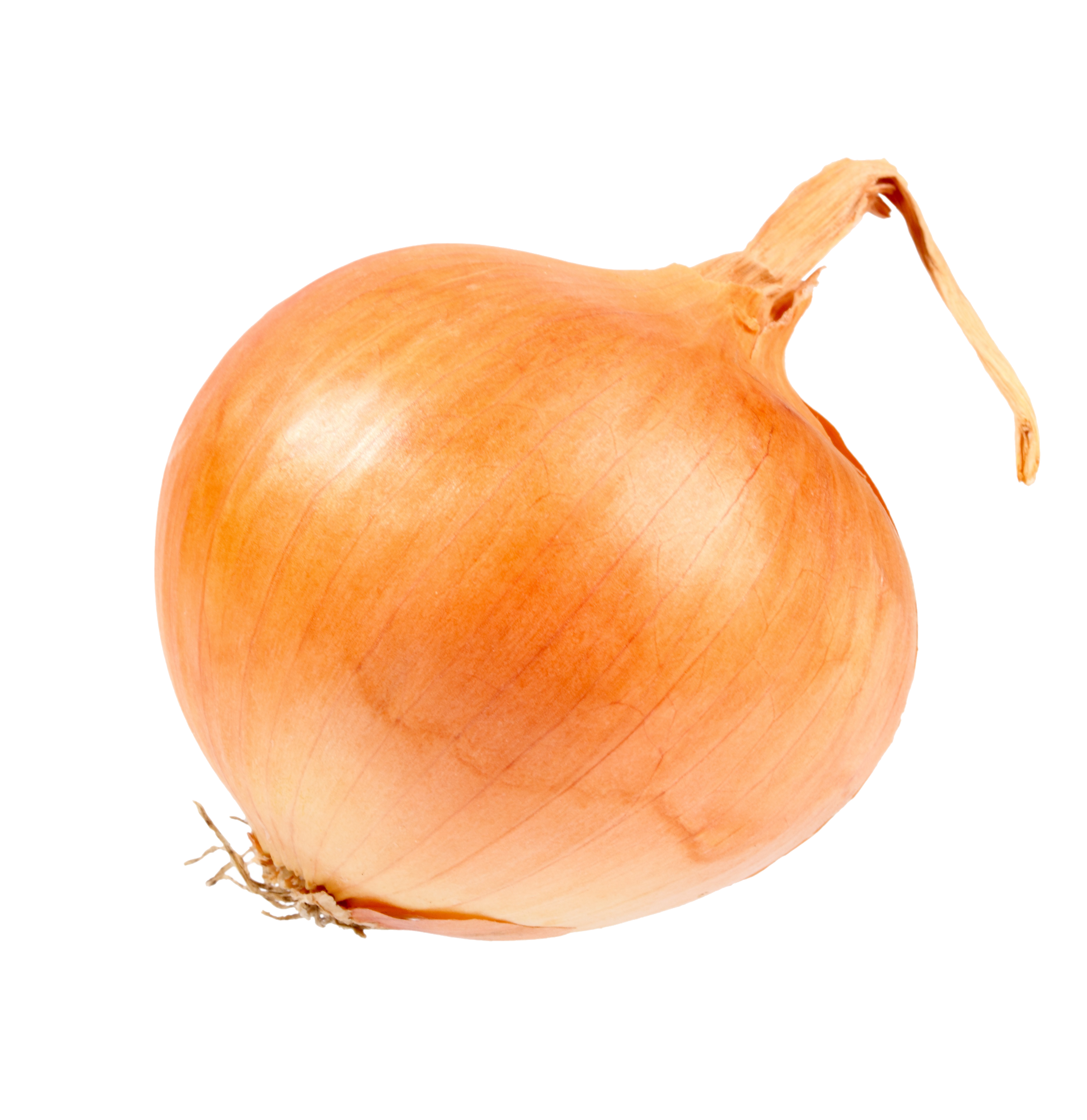 Zwiebel gold - Cipolla dorata