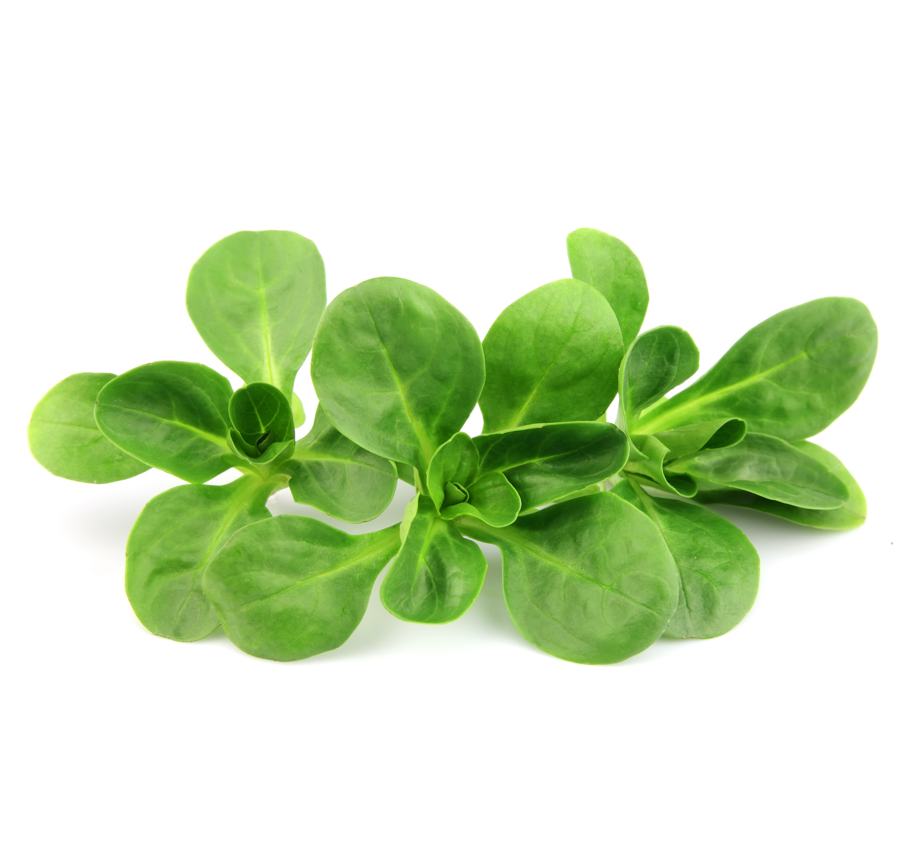 Vogerlsalat - Valeriana Vogerlsalat - Valeriana