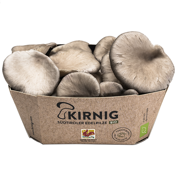 Austernpilze - Funghi Pleurotus Austernpilze - Funghi Pleurotus