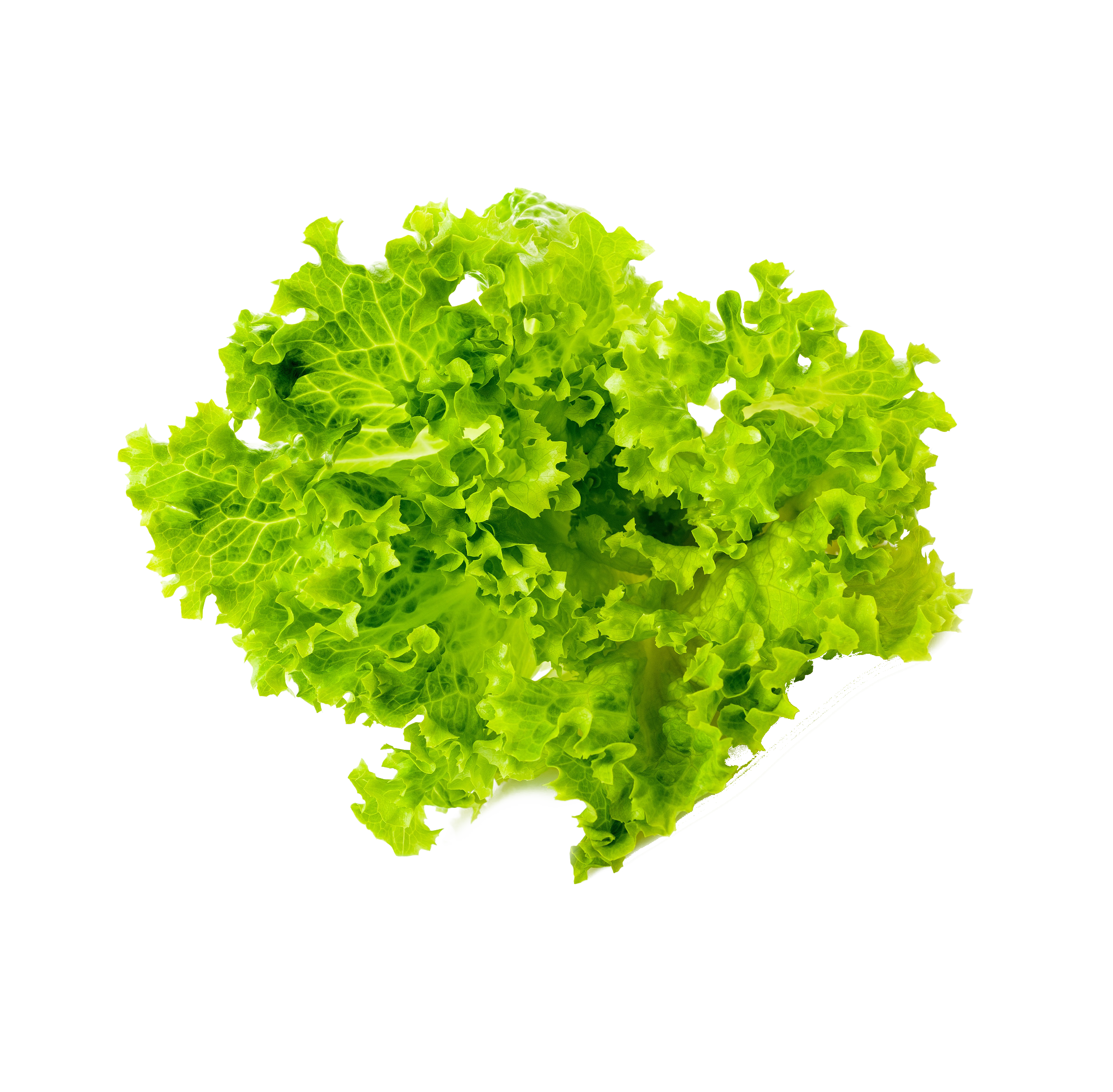 Salat - Insalata Salat - Insalata