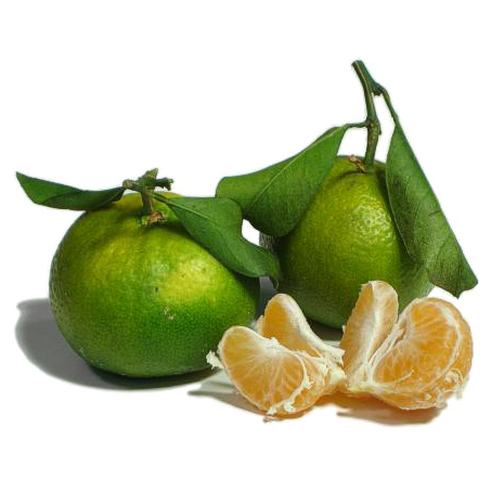 Satsuma