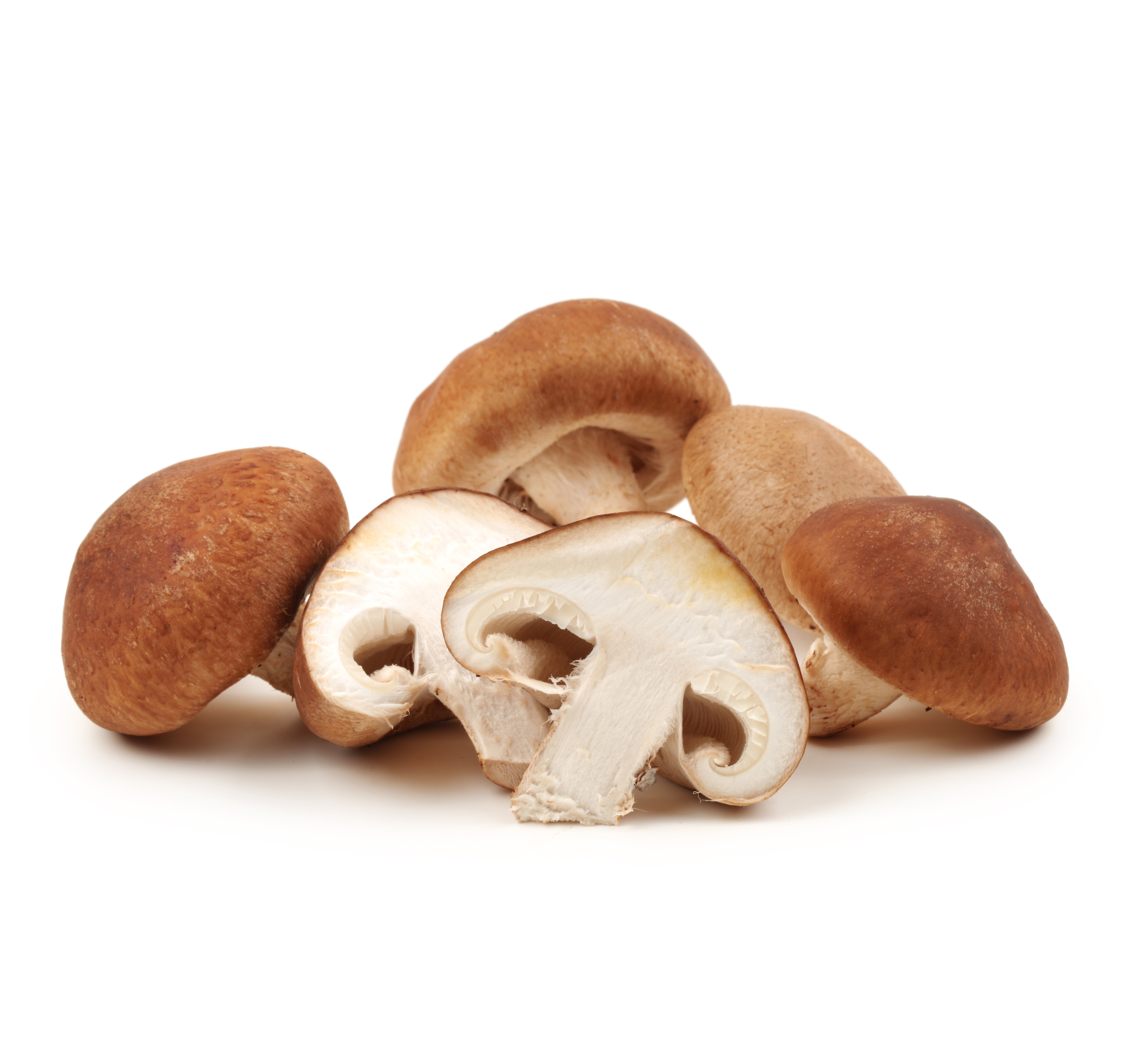 Pilze Champignon - Funghi Champignon Pilze Champignon - Funghi Champignon