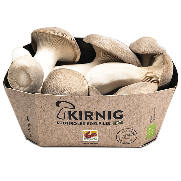 Kräuterseitling - Cardoncelli Kräuterseitling - Cardoncelli