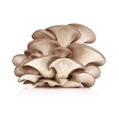 Austernpilze - Funghi Pleurotus