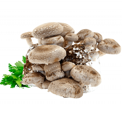 Pilze Shiitake - Funghi Shiitake